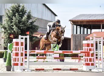 Holsteiner, Hongre, 11 Ans, 166 cm, Bai clair