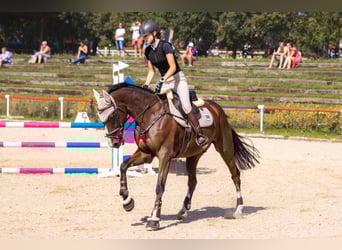 Holsteiner, Hongre, 11 Ans, 166 cm, Bai clair