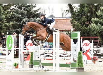 Holsteiner, Hongre, 11 Ans, 166 cm, Bai clair