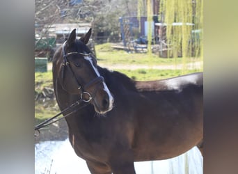 Holsteiner, Hongre, 11 Ans, 168 cm, Bai brun