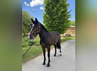 Holsteiner, Hongre, 11 Ans, 168 cm, Bai brun