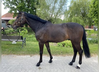 Holsteiner, Hongre, 11 Ans, 168 cm, Bai brun