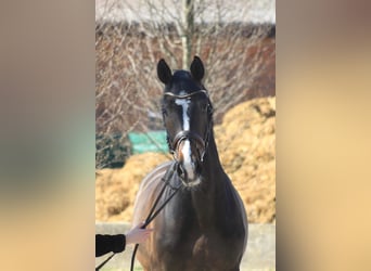 Holsteiner, Hongre, 11 Ans, 168 cm, Bai brun