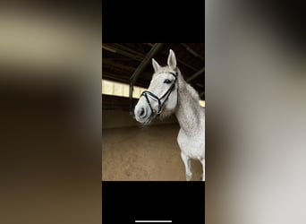 Holsteiner, Hongre, 11 Ans, 170 cm, Gris
