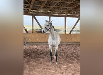 Holsteiner, Hongre, 11 Ans, 170 cm, Gris