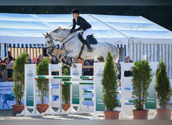 Holsteiner, Hongre, 11 Ans, 170 cm, Gris