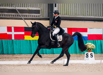 Holsteiner, Hongre, 11 Ans, 170 cm, Noir