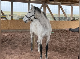 Holsteiner, Hongre, 11 Ans, 172 cm, Gris