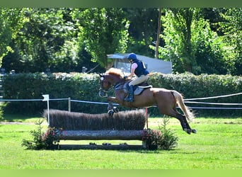 Holsteiner, Hongre, 11 Ans, 174 cm, Alezan