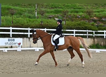 Holsteiner, Hongre, 11 Ans, 174 cm, Alezan
