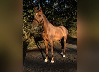 Holsteiner, Hongre, 12 Ans, 170 cm, Alezan