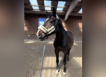 Holsteiner, Hongre, 12 Ans, 170 cm, Bai brun