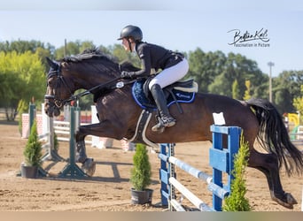 Holsteiner, Hongre, 12 Ans, 170 cm, Bai brun