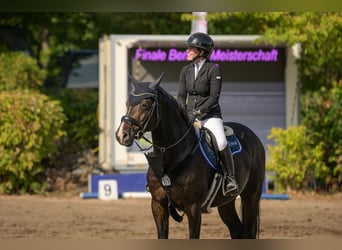 Holsteiner, Hongre, 12 Ans, 170 cm, Bai brun