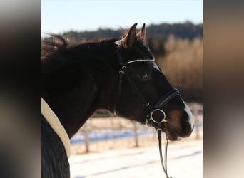 Holsteiner, Hongre, 12 Ans, 170 cm, Bai brun foncé