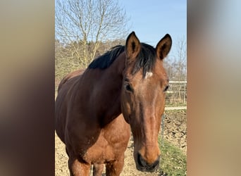 Holsteiner, Hongre, 12 Ans, 172 cm, Bai