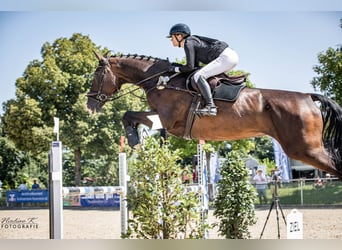Holsteiner, Hongre, 12 Ans, 181 cm, Bai brun