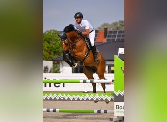 Holsteiner, Hongre, 12 Ans, Bai