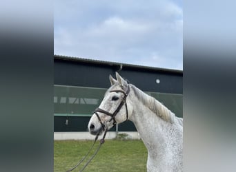 Holsteiner, Hongre, 12 Ans, Gris moucheté