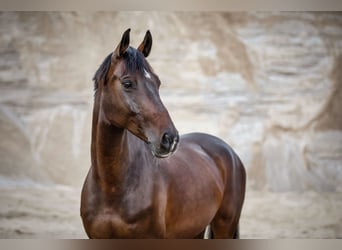 Holsteiner, Hongre, 13 Ans, 162 cm, Bai
