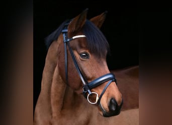 Holsteiner, Hongre, 13 Ans, 164 cm, Bai