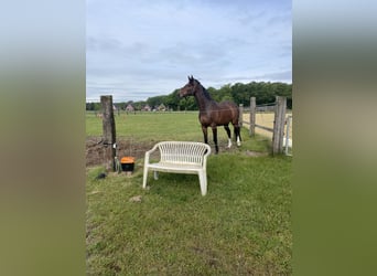 Holsteiner, Hongre, 13 Ans, 164 cm, Bai
