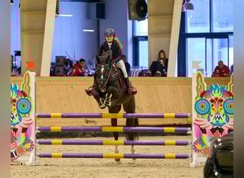 Holsteiner, Hongre, 13 Ans, 165 cm, Bai brun