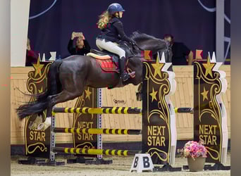 Holsteiner, Hongre, 13 Ans, 165 cm, Bai brun