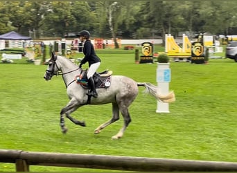 Holsteiner, Hongre, 13 Ans, 165 cm, Gris
