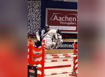 Holsteiner, Hongre, 13 Ans, 165 cm, Gris