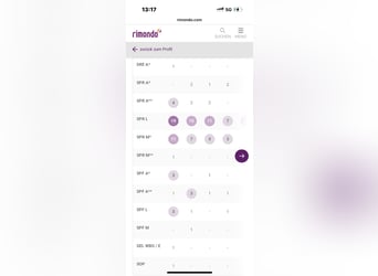 Holsteiner, Hongre, 13 Ans, 165 cm, Gris