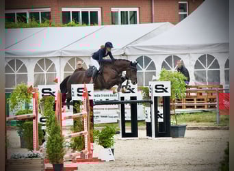 Holsteiner, Hongre, 13 Ans, 168 cm, Bai brun foncé