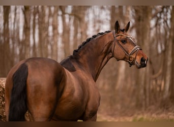 Holsteiner, Hongre, 13 Ans, 175 cm, Bai brun