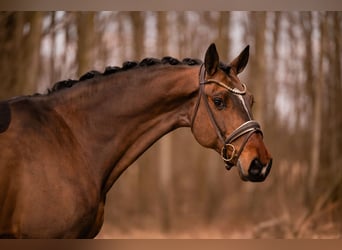 Holsteiner, Hongre, 13 Ans, 175 cm, Bai brun