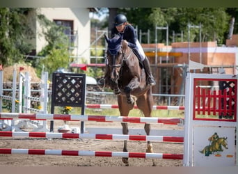 Holsteiner, Hongre, 13 Ans, 180 cm, Bai brun foncé