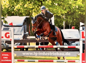 Holsteiner, Hongre, 14 Ans, 165 cm, Bai