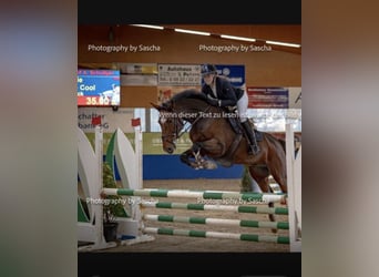 Holsteiner, Hongre, 14 Ans, 165 cm, Bai
