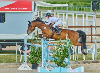 Holsteiner, Hongre, 14 Ans, 167 cm, Bai