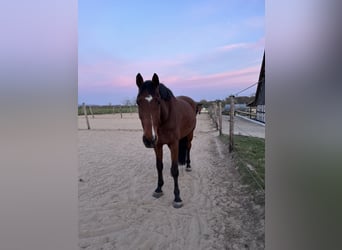 Holsteiner, Hongre, 14 Ans, 170 cm, Bai