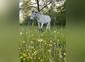 Holsteiner, Hongre, 14 Ans, 170 cm, Gris