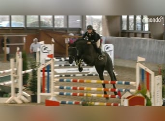 Holsteiner, Hongre, 14 Ans, 170 cm, Noir