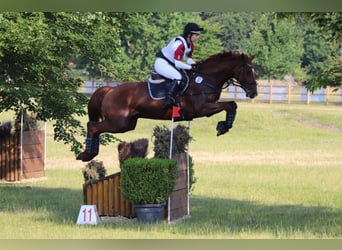 Holsteiner, Hongre, 14 Ans, 171 cm, Alezan