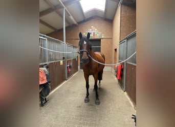 Holsteiner, Hongre, 14 Ans, 172 cm, Bai