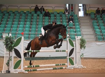 Holsteiner, Hongre, 14 Ans, 172 cm, Bai