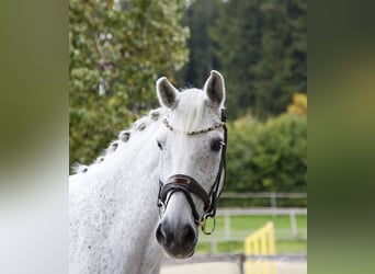 Holsteiner, Hongre, 14 Ans, 172 cm, Gris moucheté