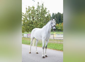 Holsteiner, Hongre, 14 Ans, 172 cm, Gris moucheté