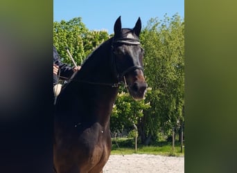 Holsteiner, Hongre, 14 Ans, 174 cm, Bai brun