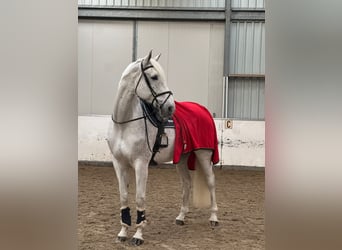 Holsteiner, Hongre, 14 Ans, 178 cm, Gris pommelé