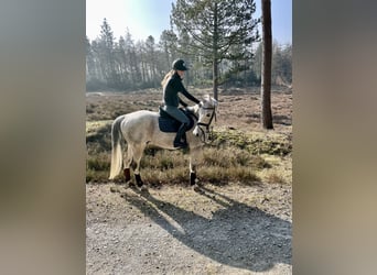 Holsteiner, Hongre, 15 Ans, 160 cm, Gris