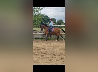 Holsteiner, Hongre, 15 Ans, 161 cm, Bai